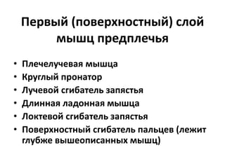Первый (поверхностный) слой
мышц предплечья
• Плечелучевая мышца
• Круглый пронатор
• Лучевой сгибатель запястья
• Длинная ладонная мышца
• Локтевой сгибатель запястья
• Поверхностный сгибатель пальцев (лежит
глубже вышеописанных мышц)
 