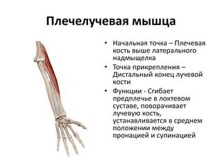 Плечелучевая мышца
• Начальная точка – Плечевая
кость выше латерального
надмыщелка
• Точка прикрепления –
Дистальный конец лучевой
кости
• Функции - Сгибает
предплечье в локтевом
суставе, поворачивает
лучевую кость,
устанавливается в среднем
положении между
пронацией и супинацией
 