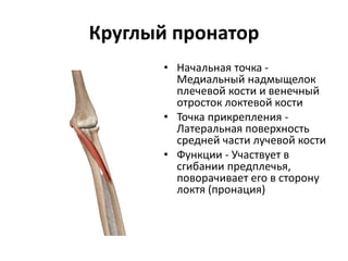 Круглый пронатор
• Начальная точка -
Медиальный надмыщелок
плечевой кости и венечный
отросток локтевой кости
• Точка прикрепления -
Латеральная поверхность
средней части лучевой кости
• Функции - Участвует в
сгибании предплечья,
поворачивает его в сторону
локтя (пронация)
 