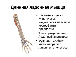 Длинная ладонная мышца
• Начальная точка -
Медиальный
надмыщелок плечевой
кости, фасция
предплечья
• Точка прикрепления -
Ладонный апоневроз
• Функции - Сгибает
кисть, напрягает
ладонный апоневроз
 