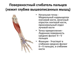 Поверхностный сгибатель пальцев
(лежит глубже вышеописанных мышц)
• Начальная точка -
Медиальный надмыщелок
плечевой кости, венечный
отросток локтевой кости,
проксимальный отдел
лучевой кости
• Точка прикрепления -
Ладонная поверхность
средних фаланг II—V
пальцев
• Функции - Участвует в
сгибании средних фаланг
II—V пальцев, в сгибании
кисти
 