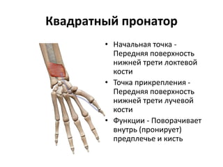 Квадратный пронатор
• Начальная точка -
Передняя поверхность
нижней трети локтевой
кости
• Точка прикрепления -
Передняя поверхность
нижней трети лучевой
кости
• Функции - Поворачивает
внутрь (пронирует)
предплечье и кисть
 