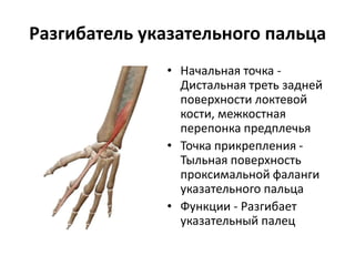 Разгибатель указательного пальца
• Начальная точка -
Дистальная треть задней
поверхности локтевой
кости, межкостная
перепонка предплечья
• Точка прикрепления -
Тыльная поверхность
проксимальной фаланги
указательного пальца
• Функции - Разгибает
указательный палец
 
