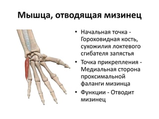 Мышца, отводящая мизинец
• Начальная точка -
Гороховидная кость,
сухожилия локтевого
сгибателя запястья
• Точка прикрепления -
Медиальная сторона
проксимальной
фаланги мизинца
• Функции - Отводит
мизинец
 