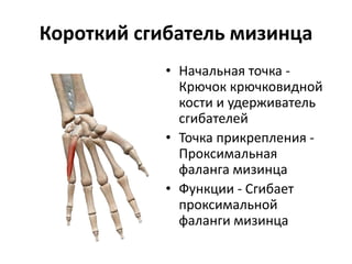 Короткий сгибатель мизинца
• Начальная точка -
Крючок крючковидной
кости и удерживатель
сгибателей
• Точка прикрепления -
Проксимальная
фаланга мизинца
• Функции - Сгибает
проксимальной
фаланги мизинца
 