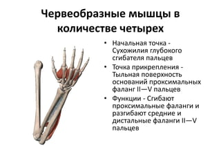 Червеобразные мышцы в
количестве четырех
• Начальная точка -
Сухожилия глубокого
сгибателя пальцев
• Точка прикрепления -
Тыльная поверхность
оснований проксимальных
фаланг II—V пальцев
• Функции - Сгибают
проксимальные фаланги и
разгибают средние и
дистальные фаланги II—V
пальцев
 