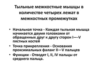 Тыльные межкостные мышцы в
количестве четырех лежат в
межкостных промежутках
• Начальная точка - Каждая тыльная мышца
начинается двумя головками от
обращенных друг к другу сторон I—-V
пястных костей
• Точка прикрепления - Основания
проксимальных фаланг II—V пальцев
• Функции - Отводят I, II, IV пальцы от
среднего пальца.
 