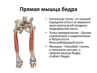 • Начальная точка - от нижней
передней ости и от верхнего
края вертлужной впадины
подвздошной кости
• Точка прикрепления - Одним
сухожилием к надколеннику
и бугристости
большеберцовый кости
• Функции - Разгибает голень
в коленном суставе, а
прямая мышца бедра
сгибает бедро
Прямая мышца бедра
 