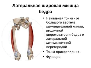 Латеральная широкая мышца
бедра
• Начальная точка - от
большого вертела,
межвертельной линии,
ягодичной
шероховатости бедра и
латеральной
межмышечной
перегородки
• Точка прикрепления -
• Функции -
 