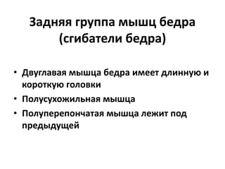 Задняя группа мышц бедра
(сгибатели бедра)
• Двуглавая мышца бедра имеет длинную и
короткую головки
• Полусухожильная мышца
• Полуперепончатая мышца лежит под
предыдущей
 