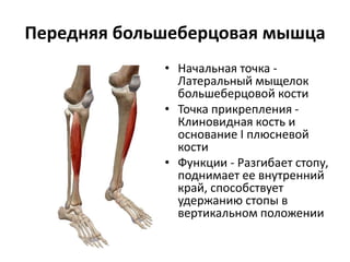 Передняя большеберцовая мышца
• Начальная точка -
Латеральный мыщелок
большеберцовой кости
• Точка прикрепления -
Клиновидная кость и
основание I плюсневой
кости
• Функции - Разгибает стопу,
поднимает ее внутренний
край, способствует
удержанию стопы в
вертикальном положении
 