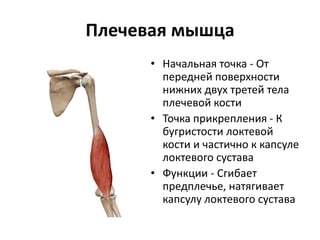 Плечевая мышца
• Начальная точка - От
передней поверхности
нижних двух третей тела
плечевой кости
• Точка прикрепления - К
бугристости локтевой
кости и частично к капсуле
локтевого сустава
• Функции - Сгибает
предплечье, натягивает
капсулу локтевого сустава
 