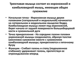 Трехглавая мышца состоит из икроножной и
камбаловидной мышц, имеющих общее
сухожилие
• Начальная точка - Икроножная мышца двумя
головками (латеральной и медиальной) начинается
на латеральном и медиальном мыщелке бедра.
Камбаловидная мышца лежит под икроножной,
берет начало от задней поверхности большеберцовой
кости и сухожильной дуги
• Точка прикрепления - На середине голени головки
икроножной мышцы соединяются, образуя толстое
(ахиллово) сухожилие вместе с сухожилием
камбаловидной мышцы; прикрепляется к пяточному
бугру
• Функции - Сгибает голень и стопу (подошвенное
сгибание); удерживает голень, препятствуя ее
опрокидыванию вперед
 