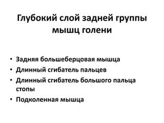 Глубокий слой задней группы
мышц голени
• Задняя большеберцовая мышца
• Длинный сгибатель пальцев
• Длинный сгибатель большого пальца
стопы
• Подколенная мышца
 