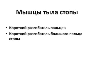 Мышцы тыла стопы
• Короткий разгибатель пальцев
• Короткий разгибатель большого пальца
стопы
 
