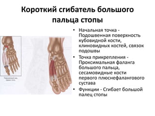 Короткий сгибатель большого
пальца стопы
• Начальная точка -
Подошвенная поверхность
кубовидной кости,
клиновидных костей, связок
подошвы
• Точка прикрепления -
Проксимальная фаланга
большого пальца,
сесамовидные кости
первого плюснефалангового
сустава
• Функции - Сгибает большой
палец стопы
 