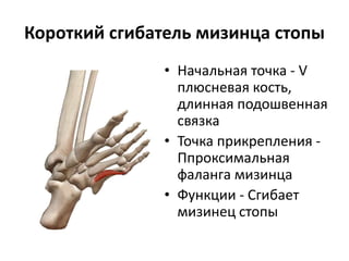 Короткий сгибатель мизинца стопы
• Начальная точка - V
плюсневая кость,
длинная подошвенная
связка
• Точка прикрепления -
Ппроксимальная
фаланга мизинца
• Функции - Сгибает
мизинец стопы
 