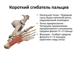 Короткий сгибатель пальцев
• Начальная точка - Передняя
часть бугра пяточной кости,
подошвенный апоневроз
• Точка прикрепления -
Четырьмя сухожилиями
прикрепляется к основанию
средних фаланг II—V пальце
• Функции - Сгибает средние
фаланги II—V пальцев,
укрепляет свод стопы
 