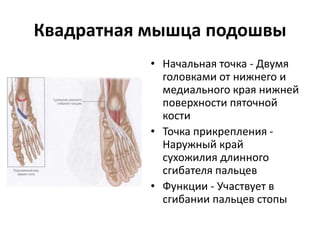 Квадратная мышца подошвы
• Начальная точка - Двумя
головками от нижнего и
медиального края нижней
поверхности пяточной
кости
• Точка прикрепления -
Наружный край
сухожилия длинного
сгибателя пальцев
• Функции - Участвует в
сгибании пальцев стопы
 