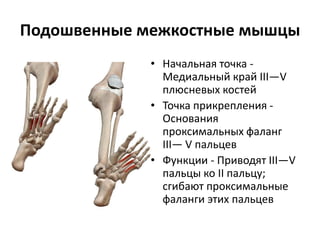 Подошвенные межкостные мышцы
• Начальная точка -
Медиальный край III—V
плюсневых костей
• Точка прикрепления -
Основания
проксимальных фаланг
III— V пальцев
• Функции - Приводят III—V
пальцы ко II пальцу;
сгибают проксимальные
фаланги этих пальцев
 