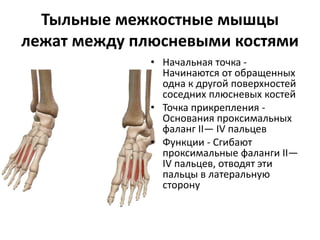 Тыльные межкостные мышцы
лежат между плюсневыми костями
• Начальная точка -
Начинаются от обращенных
одна к другой поверхностей
соседних плюсневых костей
• Точка прикрепления -
Основания проксимальных
фаланг II— IV пальцев
• Функции - Сгибают
проксимальные фаланги II—
IV пальцев, отводят эти
пальцы в латеральную
сторону
 