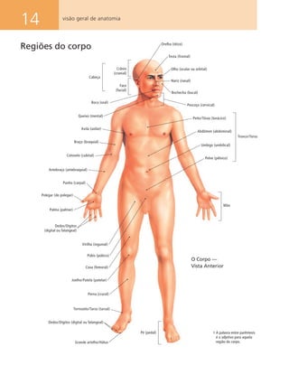 14 visão geral de anatomia
Cabeça
Crânio
(cranial)
Face
(facial)
Boca (oral)
Queixo (mental)
Axila (axilar)
Braço (braquial)
Cotovelo (cubital)
Antebraço (antebraquial)
Punho (carpal)
Polegar (do polegar)
Palma (palmar)
Dedos/Dígitos
(digital ou falangeal)
Virilha (inguinal)
Púbis (púbico)
Coxa (femoral)
Joelho/Patela (patelar)
Perna (crural)
Tornozelo/Tarso (tarsal)
Dedos/Dígitos (digital ou falangeal)
Grande artelho/Hálux
Pé (pedal)
Mão
Pelve (pélvico)
Umbigo (umbilical)
Abdômen (abdominal)
Peito/Tórax (torácico)
Pescoço (cervical)
Bochecha (bucal)
Nariz (nasal)
Olho (ocular ou orbital)
Tronco/Torso
Testa (frontal)
Orelha (ótico)
O Corpo —
Vista Anterior
Regiões do corpo
A palavra entre parêntesis
é o adjetivo para aquela
região do corpo.
 