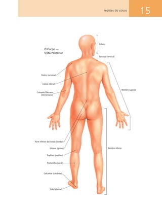 15
O Corpo —
Vista Posterior
Ombro (acromial)
Costas (dorsal)
Cotovelo/Olécrano
(olecraneano)
Membro superior
Parte inferior das costas (lombar)
Glúteos (glúteo)
Poplíteo (poplíteo)
Panturrilha (sural)
Calcanhar (calcâneo)
Sola (plantar)
Membro inferior
Pescoço (cervical)
Cabeça
regiões do corpo
 