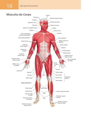 16 visão geral de anatomia
Vasto lateral
Temporais
Frontais
Elevador do lábio superior
Orbicular dos olhos
Orbicular da boca
Trapézio
Peitoral maior
Deltoide
Reto abdominal
Oblíquo externo do
abdômen
Bíceps braquial
Braquial
Occipital
Zigomático maior
Masséter
Depressor do ângulo da boca
Trapézio
Esternocleidoióideo
(músculo esternióideo)
Esternocleidomastóideo
Serrátil anterior
Tendão do
bíceps braquial
Aponeurose
bicipital
Lumbricais
Iliopsoas
Pectíneo
Adutor longo
Fibular longo
Tibial anterior
Extensor longo
do hálux
Tendão do extensor
longo do hálux
Retináculo inferior
do extensor
Tendão do extensor
longo dos dedos
Tíbia
Sóleo
Gastrocnêmio
Extensor longo dos dedos
Tendão do
palmar longo
Abdutor curto
do polegar
Grácil
Tendão do flexor
radial do carpo
Tendão do flexor
ulnar do carpo
Sartório
Adutor magno
Vasto medial
Reto femoral
Tensor
da fáscia
lata
Flexor superficial
dos dedos
Tríceps braquial
Braquiorradial
Retináculo superior
extensor
Vista Anterior
Músculos do Corpo
Quadríceps
femoral
 
