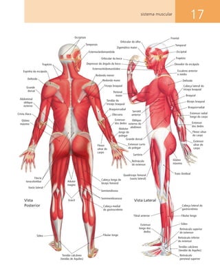 17sistema muscular
Occipitais
Temporais
Esternocleidomastóide
Trapézio
Espinha da escápula
Deltoide
Grande
dorsal
Abdominal
oblíquo
externo
Redondo menor
Redondo maior
Tríceps braquial
Tendão do
tríceps braquial
Braquiorradial
Olécrano
Extensor
dos dedos
Abdutor
longo do
polegar
Cabeça medial
do gastrocnêmio
Semimembranoso
Semitendinoso
Cabeça longa do
bíceps femoral
Fáscia
toracolombar
Vasto lateral
Sóleo
Tendão calcâneo
(tendão de Aquiles)
Fibular longo
Grácil
Adutor
magno
Glúteo
máximo
Flexor
ulnar do
carpo
Extensor curto
do polegar
Retináculo
do extensor
Crista ilíaca
Vista
Posterior
Depressor do ângulo da boca
Esternocleidomastóideo
Frontal
Temporal
Elevador da escápula
Cabeça lateral do
tríceps braquial
Braquiorradial
Flexor ulnar
do carpo
Fibular longo
Occipital
Escaleno anterior
e médio
Braquial
Extensor radial
longo do carpo
Extensor
ulnar do
carpo
Sóleo
Trapézio
Deltoide
Bíceps braquial
Extensor
dos dedos
Cabeça lateral do
gastrocnêmio
Retináculo superior
do extensor
Trato iliotibial
Retináculo inferior
do extensor
Tendão calcâneo
(tendão de Aquiles)
Retináculo
peroneal superior
Glúteo
máximo
Extensor
longo dos
dedos
Tibial anterior
Peitoral
maior
Serrátil
anterior
Oblíquo
externo do
abdômen
Grande dorsal
Sartório
Quadríceps femoral
(vasto lateral)
Orbicular do olho
Zigomático maior
Orbicular da boca
Vista Lateral
 