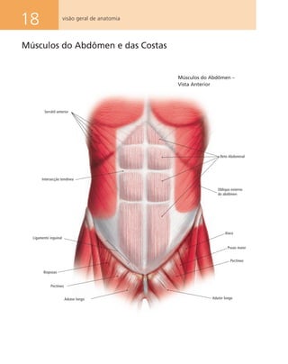 18 visão geral de anatomia
Serrátil anterior
Ligamento inguinal
Iliopsoas
Reto Abdominal
Oblíquo externo
do abdômen
Ilíaco
Psoas maior
Pectíneo
Pectíneo
Adutor longo Adutor longo
Intersecção tendínea
Músculos do Abdômen –
Vista Anterior
Músculos do Abdômen e das Costas
 
