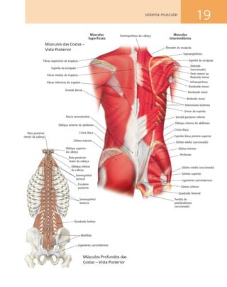 19sistema muscular
Fáscia toracolombar
Glúteo máximo
Crista ilíaca
Oblíquo externo do abdômen
Fibras inferiores do trapézio
Fibras médias do trapézio
Espinha da escápula
Fibras superiores do trapézio
Grande dorsal
Quadrado femoral
Gêmeo inferior
Ligamento sacrotuberoso
Gêmeo superior
Piriforme
Glúteo mínimo
Espinha ilíaca póstero-superior
Crista ilíaca
Oblíquo interno do abdômen
Serrátil posterior inferior
Eretor da espinha
Intercostais externos
Redondo maior
Romboide maior
Romboide menor
Infraespinhoso
Teres menor ou
Redondo menor
Espinha da escápula
Supraespinhoso
Elevador da escápula
Semiespinhoso da cabeça
Tendão do
semitendinoso
(seccionado)
Glúteo médio (seccionado)
Glúteo médio (seccionado)
Deltoide
(seccionado)
Oblíquo superior
da cabeça
Músculos
Intermediários
Músculos
Superficiais
Reto posterior
menor da cabeça
Oblíquo inferior
da cabeça
Escaleno
posterior
Quadrado lombar
Ligamento sacrotuberoso
Multífido
Semiespinhal
torácico
Semiespinhal
cervical
Reto posterior
maior da cabeça
Músculos Profundos das
Costas – Vista Posterior
Músculos das Costas –
Vista Posterior
 