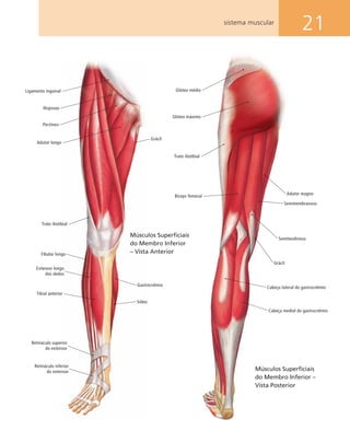 21sistema muscular
Ligamento inguinal
Iliopsoas
Pectíneo
Adutor longo
Trato iliotibial
Fibular longo
Extensor longo
dos dedos
Tibial anterior
Retináculo superior
do extensor
Retináculo inferior
do extensor
Sóleo
Gastrocnêmio
Grácil
Glúteo médio
Glúteo máximo
Trato iliotibial
Bíceps femoral
Cabeça lateral do gastrocnêmio
Cabeça medial do gastrocnêmio
Grácil
Semitendinoso
Adutor magno
Semimembranoso
Músculos Superﬁciais
do Membro Inferior –
Vista Posterior
Músculos Superﬁciais
do Membro Inferior
– Vista Anterior
 
