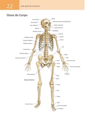 22 visão geral de anatomia
Ossos do Corpo
Falanges
Osso frontal
Osso parietal
Osso temporal
Maxilar
Vértebra cervical
Cartilagem costal
Costela verdadeira
Vértebra torácica
Costela falsa
Vértebra lombar
Processo transverso
Sínfise pubiana
Ossos do tarso
Órbita
Abertura anterior nasal (piriforme)
Dentes superiores
Dentes inferiores
Mandíbula
Clavícula
Esterno
Úmero
Ílio
Rádio
Ulna
Ossos do carpo
Osso do metacarpo
Púbis
Fêmur
Patela
Tibia
Fíbula
Tálus
Osso do metatarso
Falanges
Sacro
Cóccix
Ísquio
Vista Anterior
 