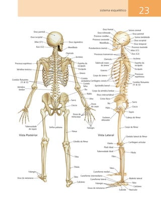 23sistema esquelético
Osso frontal
Osso esfenoide
Processo condilar
Processo coronoide
Mandíbula
Clavícula
Esterno
Corpo do úmero
Cartilagens costais
Epicôndilo lateral
Corpo da vértebra lombar
Disco intervertebral
Crista ilíaca
Ílio
Púbis
Forâmen
obturador
Patela
Tíbia
Cuneiforme medial
Cuboide
Cuneiforme lateral
Navicular
Calcâneo
Maléolo lateral
Fíbula
Cartilagem articular
Côndulo lateral do fêmur
Corpo do fêmur
Cabeça do fêmur
Ísquio
Cóccix
Sacro
Escápula
Espinha da
escápula
Acrômio
Áxis (C2)
Atlas (C1)
Costelas flutuantes
(11 & 12)
Processos
espinhosos
TálusFalanges
Ossos do metatarso
Cuneiforme intermediário
Tálus
Platô tibial
Tuberosidade tibial
Protuberância mental
Processos transversos
Tubérculo maior
do úmero
Processo mastoide
Osso temporal
Osso occipital
Sutura lambdoide
Osso parietal
Sutura coronal
Vista Lateral
Osso zigomático
Mandíbula
Clavícula
Acrômio
Espinha da
escápula
Escápula
Úmero
Costela
verdadeira
Costela
falsa
Ílio
Rádio
Ulna
Ossos
do carpo
Ossos do
metacarpo
Osso occipital
Atlas (C1)
Áxis (C2)
Processo espinhoso
Osso parietal
Vértebra torácica
Falanges
Osso do metatarso
Costelas flutuantes
(11 & 12)
Vértebra
lombar
Tuberosidade
do ísquio
FalangesSínfise pubiana
Côndilo do fêmur
Tíbia
Fíbula
Tálus
Calcâneo
Fêmur
Sacro
Cóccix
Vista Posterior
 