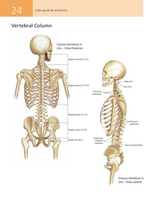 24 visão geral de anatomia
Vertebral Column
Coluna Vertebral in
situ – Vista Lateral
Coluna Vertebral in
situ – Vista Posterior
Região do cóccix
Região cervical (C1-C7)
Região torácica (T1-T12)
Região lombar (L1-L5)
Região sacral (S1-S5)
Atlas (C1)
Áxis (C2)
Processos
espinhosos
Processos
transversos
Corpos das
vértebras
lombares
Disco intervertebral
 