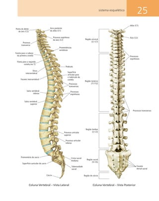 25sistema esquelético
Crista sacral
mediana
Tuberosidade
sacral
Processos
espinhosos
Processos
transversos
Superfície
articular para
o tubérculo da
costela
Pedículo
Proeminências
vertebrais
Processo espinhoso
da áxis (C2)
Arco posterior
da atlas (C1)
Processo articular
superior
Processo articular
inferior
Atlas (C1)
Região cervical
(C1-C7)
Região torácica
(T1-T12)
Região lombar
(L1-L5)
Região sacral
(S1-S5)
Região do cóccix
Processos transversos
Processos
espinhosos
Áxis (C2)
Sulco vertebral
superior
Cóccix
Superfície auricular do sacro
Promontório do sacro
Ponta do dente
do áxis (C2)
Processo
transverso
Faceta para a cabeça
da primeira costela
Fóvea para a segunda
costela em T2
Disco
intervertebral
Forame intervertebral
Sulco vertebral
inferior
Coluna Vertebral – Vista Lateral Coluna Vertebral – Vista Posterior
Forame
dorsal sacral
 