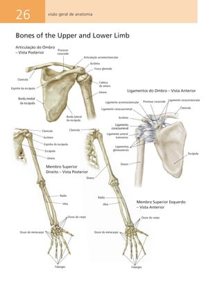 26
Clavícula
Úmero
Rádio
Ulna
Ossos do carpo
Ossos do metacarpo
Falanges
Membro Superior Esquerdo
– Vista Anterior
Ossos do metacarpo
Acrômio
Espinha da escápula
Escápula
Clavícula
Úmero
Rádio
Ulna
Ossos do carpo
Falanges
Membro Superior
Direito – Vista Posterior
visão geral de anatomia
Bones of the Upper and Lower Limb
Ligamentos do Ombro – Vista Anterior
Escápula
Úmero
Ligamentos
glenoumerais
Ligamento umeral
transverso
Ligamento
coracoumeral
Acrômio
Ligamento coracoacromial
Ligamento acromioclavicular
Ligamento coracoclavicular
Clavícula
Processo coracoide
Articulação do Ombro
– Vista Posterior
Processo
coracoide
Articulação acromioclavicular
Acrômio
Fossa glenoide
Cabeça
do úmero
Úmero
Borda lateral
da escápula
Borda medial
da escápula
Espinha da escápula
Clavícula
 