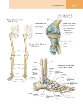 27
Fíbula
Ligamento
anterior
tibiofibular
Ligamento
posterior
tibiofibular
Ligamento
calcareofibular
Calcâneo
Ligamentos
talocalcâneos
Ligamento
bifurcado
Ligamento
calcaneocuboide
dorsal
Ligamento
cuneocubóideo
dorsal
Ligamentos
metatársicos dorsais
Ligamentos
tarsometatársicos
dorsais
Ligamento
intercuneiforme
dorsal
Ligamentos
cuneonaviculares
dorsais
Ligamento
cuboideonavicular
dorsal
Ligamento
talofibular
anterior
Tíbia
Ligamentos do Tornozelo
e do Pé – Vista Lateral
Tálus
Ossos do tarso
Ossos do metatarso
Falanges Calcâneo
Patela
Fêmur
Tíbia
Fíbula
Membro Inferior Direito
– Vista Anterior
Membro Inferior Esquerdo
– Vista Posterior
sistema esquelético
Patela
Ligamento colateral
(medial) tibial
Medial meniscus
Côndilo medial do fêmur
Ligamento cruzado anterior
Ligamento cruzado posteriorCôndilo lateral do fêmur
Ligamento colateral
(lateral) fibular
Menisco lateral
Ossos e Ligamentos do
Joelho – Vista Anterior
Ligamento patelar
Tíbia
Fêmur
 