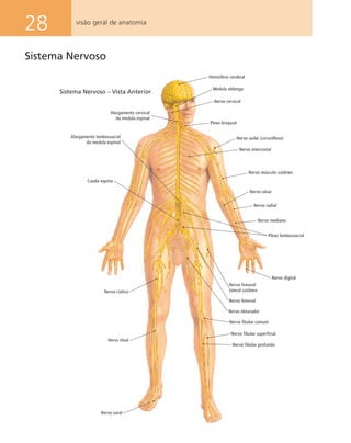 28 visão geral de anatomia
Sistema Nervoso
Hemisfério cerebral
Medula oblonga
Nervo cervical
Plexo braquial
Nervo intercostal
Nervo axilar (circunflexo)
Nervo ulnar
Nervo radial
Nervo mediano
Plexo lombossacral
Nervo digital
Nervo femoral
lateral cutâneo
Nervo femoral
Nervo obturador
Nervo fibular comum
Nervo fibular superficial
Nervo fibular profundo
Nervo sural
Nervo ciático
Nervo tibial
Cauda equina
Alargamento lombossacral
da medula espinal
Alargamento cervical
da medula espinal
Sistema Nervoso – Vista Anterior
Nervo músculo-cutâneo
 