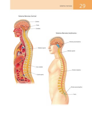 29sistema nervoso
Cerebelo
Cérebro
Ponte
Cauda equina
Cone medular
Medula espinal
Sistema Nervoso Central
Sistema Nervoso Autônomo
Sacro
Divisão parassimpática
Divisão simpática
Medula espinal
Divisão parassimpática
 