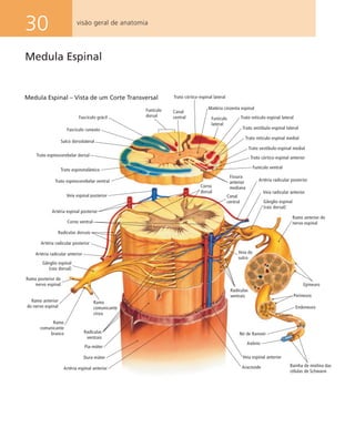 30 visão geral de anatomia
Funículo
lateral
Trato retículo-espinal lateral
Trato retículo-espinal medial
Trato vestíbulo-espinal medial
Trato córtico-espinal anterior
Trato vestíbulo-espinal lateral
Funículo ventral
Fissura
anterior
mediana
Artéria radicular posterior
Veia radicular anterior
Corno
dorsal
Canal
central Gânglio espinal
(raiz dorsal)
Ramo anterior do
nervo espinal
Veia do
sulco
Radículas
ventrais
Endoneuro
Perineuro
Epineuro
Nó de Ranvier
Axônio
Bainha de mielina das
células de Schwann
Veia espinal anterior
AracnoideArtéria espinal anterior
Dura-máter
Radículas
ventrais
Ramo
comunicante
cinza
Ramo
comunicante
branco
Ramo anterior
do nervo espinal
Ramo posterior do
nervo espinal
Fascículo grácil
Canal
central
Trato córtico-espinal lateral
Matéria cinzenta espinalFunículo
dorsal
Gânglio espinal
(raiz dorsal)
Artéria radicular anterior
Artéria radicular posterior
Radículas dorsais
Corno ventral
Artéria espinal posterior
Veia espinal posterior
Trato espinocerebelar ventral
Trato espinotalâmico
Trato espinocerebelar dorsal
Sulco dorsolateral
Fascículo cuneato
Pia-máter
Medula Espinal – Vista de um Corte Transversal
Medula Espinal
 