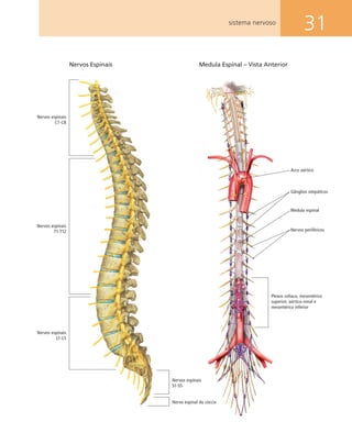 31sistema nervoso
Medula Espinal – Vista Anterior
Arco aórtico
Gânglios simpáticos
Medula espinal
Nervos periféricos
Plexos celíaco, mesentérico
superior, aórtico-renal e
mesentérico inferior
Nervos espinais
C1-C8
Nervos espinais
T1-T12
Nervos espinais
L1-L5
Nervo espinal do cóccix
Nervos espinais
S1-S5
Nervos Espinais
 