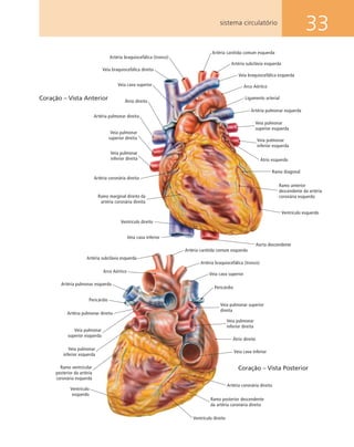 33sistema circulatório
Artéria carótida comum esquerda
Veia braquiocefálica direita
Artéria braquiocefálica (tronco)
Veia cava superior
Átrio direito
Artéria pulmonar direita
Veia pulmonar
superior direita
Veia pulmonar
inferior direita
Artéria coronária direita
Ramo marginal direito da
artéria coronária direita
Ventrículo direito
Veia cava inferior
Aorta descendente
Artéria subclávia esquerda
Veia braquiocefálica esquerda
Arco Aórtico
Artéria pulmonar esquerda
Ligamento arterial
Átrio esquerdo
Ramo diagonal
Ramo anterior
descendente da artéria
coronária esquerda
Ventrículo esquerdo
Veia pulmonar
superior esquerda
Veia pulmonar
inferior esquerda
Coração – Vista Anterior
Ramo posterior descendente
da artéria coronária direita
Artéria carótida comum esquerda
Artéria subclávia esquerda
Veia cava superior
Artéria braquiocefálica (tronco)
Pericárdio
Veia pulmonar superior
direita
Veia pulmonar
inferior direita
Átrio direito
Artéria coronária direita
Ventrículo direito
Ventrículo
esquerdo
Artéria pulmonar esquerda
Pericárdio
Artéria pulmonar direita
Veia pulmonar
superior esquerda
Veia pulmonar
inferior esquerda
Ramo ventricular
posterior da artéria
coronária esquerda
Arco Aórtico
Veia cava inferior
Coração – Vista Posterior
 