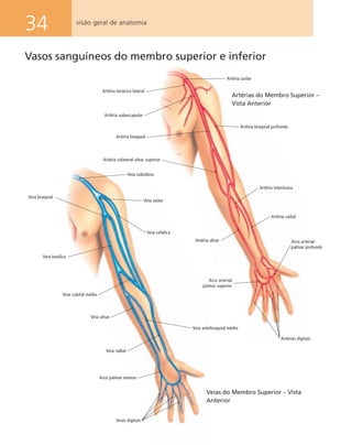 34 visão geral de anatomia
Artéria axilar
Artéria torácica lateral
Artéria subescapular
Artéria braquial
Artéria colateral ulnar superior
Artéria ulnar
Arco arterial
palmar superior
Artérias digitais
Arco arterial
palmar profundo
Artéria radial
Artéria interóssea
Artéria braquial profunda
Artérias do Membro Superior –
Vista Anterior
Veia braquial
Veia basílica
Veia cubital média
Veia antebraquial média
Arco palmar venoso
Veias digitais
Veia cefálica
Veia axilar
Veia subclávia
Veias do Membro Superior – Vista
Anterior
Veia ulnar
Veia radial
Vasos sanguíneos do membro superior e inferior
 