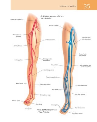 35sistema circulatório
Femoral vein –
Veia femoral
Veia poplítea
Pequena veia safena
Veia fibular
Veias digitais
Arco plantar venoso
Arco dorsal venoso
Veia tibial posterior
Veia tibial anterior
Great saphenous vein
– Grande veia safena
Obturador vein –
Veia obturadora
Veias do Membro Inferior
– Vista Anterior
Veia ilíaca externa
Artéria femoral
Artéria femoral
profunda
Artéria poplítea
Artéria fibular
Arco plantar
Arco dorsal
Artéria tibial anterior
Artéria tibial posterior
Artéria genicular
descendente
Artéria obturadora
Artérias do Membro Inferior –
Vista Anterior
Artéria ilíaca externa
Artérias digitais
Artéria dorsal do pé
 