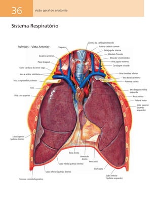 36 visão geral de anatomia
Sistema Respiratório
Lâmina da cartilagem tireoide
Artéria carótida comum
Veia jugular interna
Glândula Tireoide
Músculo Cricotireóideo
Veia jugular externa
Cartilagem cricoide
Veia tireoídea inferior
Veia torácica interna
Primeira costela
Veia braquiocefálica
esquerda
Arco aórtico
Peitoral maior
Traqueia
Escaleno anterior
Plexo braquial
Veia e artéria subclávia
Veia braquiocefálica direita
Timo
Veia cava superior
Lobo superior
(pulmão direito)
Lobo inferior (pulmão direito)
Recesso costodiafragmático
Lobo médio (pulmão direito)
Átrio direito
Ventrículo
direito
Pericárdio
Diafragma
Lobo inferior
(pulmão esquerdo)
Lobo superior
(pulmão
esquerdo)
Pulmões – Vista Anterior
Ramo cardíaco do nervo vago
 