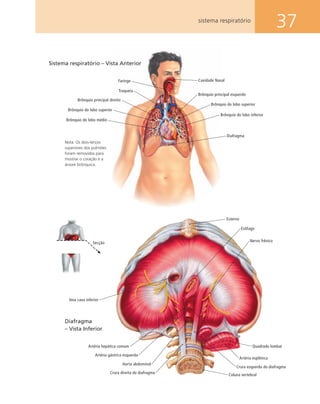 37sistema respiratório
Esterno
Veia cava inferior
Esôfago
Nervo frênico
Coluna vertebral
Quadrado lombar
Crura esquerda do diafragma
Crura direita do diafragma
Artéria hepática comum
Artéria gástrica esquerda
Artéria esplênica
Aorta abdominal
Diafragma
– Vista Inferior
Secção
Traqueia
Brônquio principal direito
Brônquio do lobo superior
Brônquio do lobo médio
Brônquio principal esquerdo
Brônquio do lobo superior
Brônquio do lobo inferior
Faringe
Sistema respiratório – Vista Anterior
Cavidade Nasal
Diafragma
Nota: Os dois-terços
superiores dos pulmões
foram removidos para
mostrar o coração e a
árvore brônquica.
 