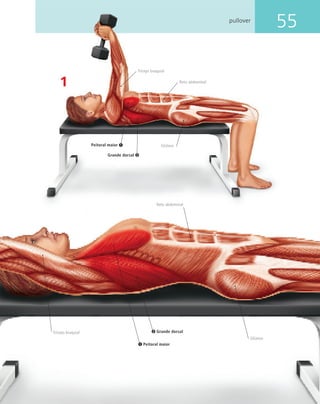 55pullover
1
Peitoral maior
Peitoral maior
Grande dorsal
Grande dorsal
Glúteos
Glúteos
Tríceps braquial
Tríceps braquial
Reto abdominal
Reto abdominal
 