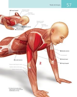 57flexão de braços
➊ Deltoide anterior
2
➍ Tríceps braquial
Os nomes dos músculos ativos
estão em preto, e os dos músculos
estabilizadores, em cinza.
Extensor ulnar do carpo
Romboides
(sob o Trapézio)
Extensor radial longo do carpo
➍ Tríceps braquial
➌ Serrátil anterior
➋ Peitoral maior
➌ Serrátil anterior
Coracobraquial
➊ Deltoide anterior
Romboides
(sob o Trapézio)
Manguito rotador
(sob o Trapézio)
Manguito rotador
(sob o Trapézio)
Extensor radial curto do carpo
➋ Peitoral maior
 