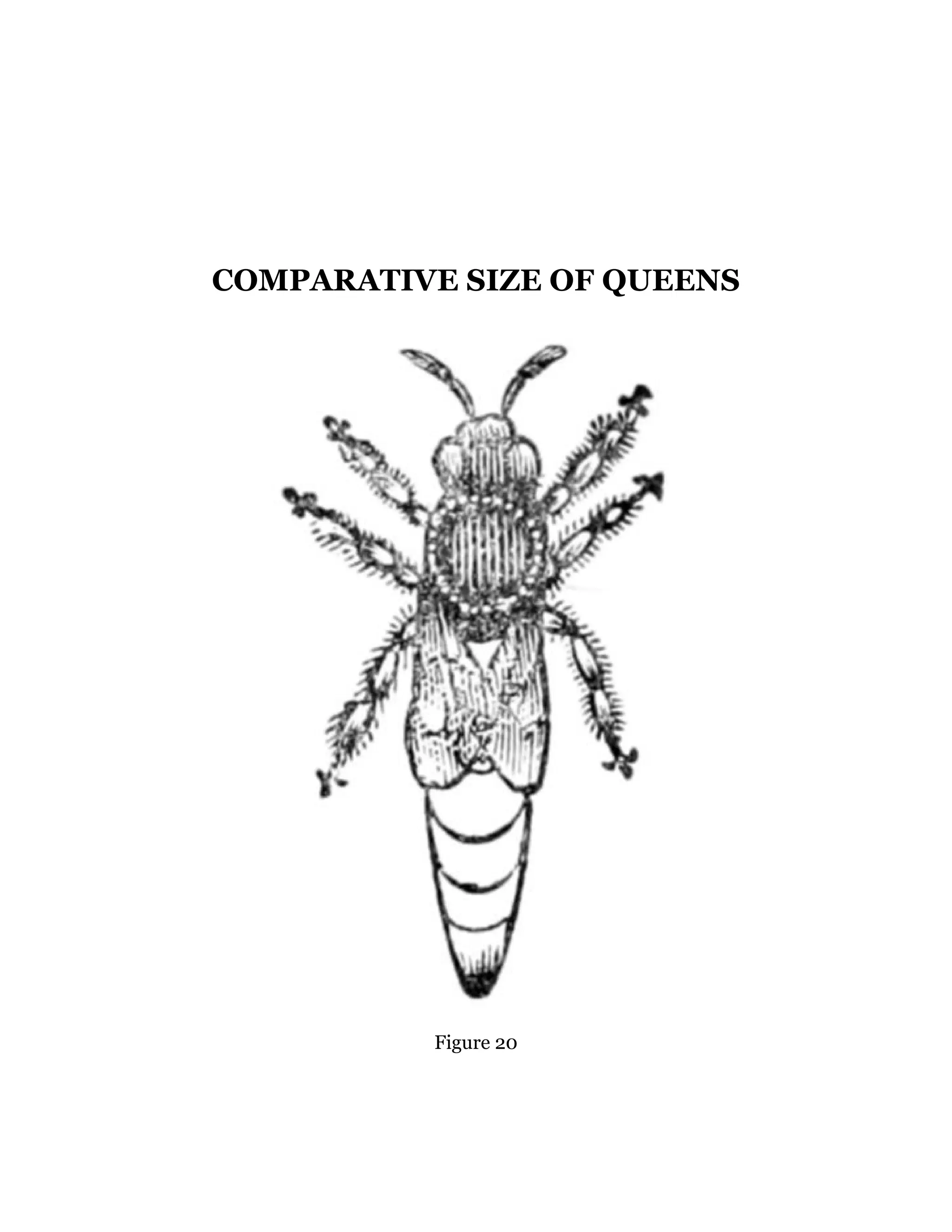 COMPARATIVE SIZE OF QUEENS
Figure 20
 